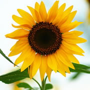 이미지 상세보기 이미지 상세보기