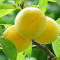 이미지 상세보기 이미지 상세보기