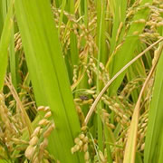 이미지 상세보기 이미지 상세보기