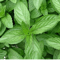 이미지 상세보기 이미지 상세보기